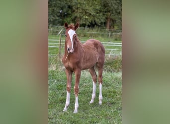 German Riding Horse, Mare, Foal (05/2025), 16 hh, Chestnut-Red