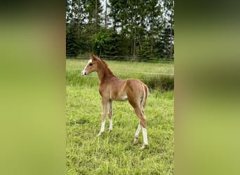 German Riding Horse, Mare, Foal (05/2025), 16 hh, Chestnut-Red