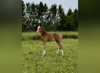 German Riding Horse, Mare, Foal (05/2025), 16 hh, Chestnut-Red