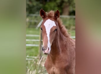 German Riding Horse, Mare, Foal (05/2025), 16 hh, Chestnut-Red
