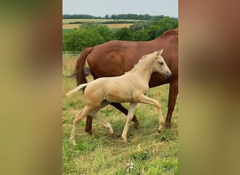 German Riding Horse, Mare, Foal (04/2024), 16 hh, Palomino