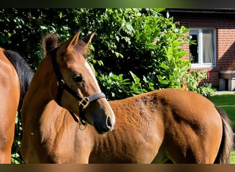 German Riding Horse, Mare, Foal (05/2025), 16,1 hh