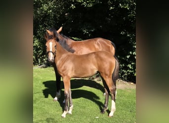 German Riding Horse, Mare, Foal (05/2025), 16,1 hh