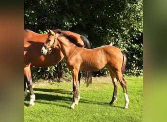 German Riding Horse, Mare, Foal (05/2025), 16,1 hh