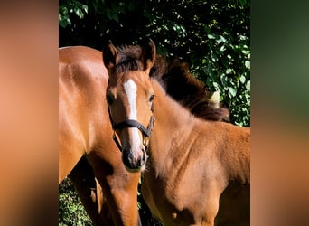 German Riding Horse, Mare, Foal (05/2025), 16,1 hh