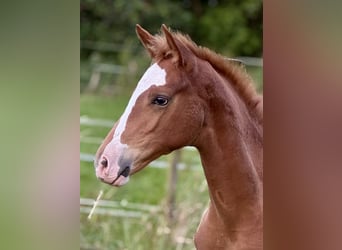 German Riding Horse, Mare, Foal (04/2025), 16,2 hh, Chestnut-Red