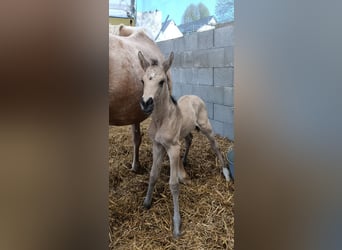German Riding Horse, Mare, Foal (04/2025), 16,2 hh