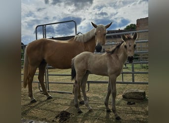 German Riding Horse, Mare, Foal (04/2025), 16,2 hh