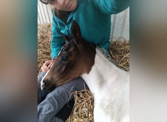 German Riding Horse, Mare, Foal (06/2025), 16,2 hh, Pinto