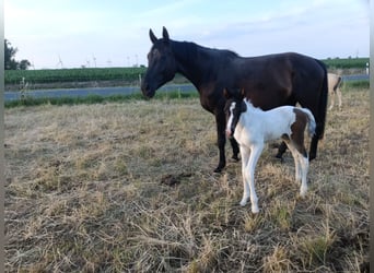 German Riding Horse, Mare, Foal (06/2025), 16,2 hh, Pinto