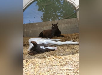 German Riding Horse, Mare, Foal (06/2025), 16,2 hh, Pinto