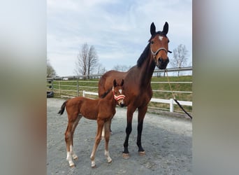 German Riding Horse, Mare, Foal (03/2024), 17 hh, Brown