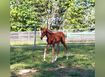 German Riding Horse, Mare, Foal (03/2024), 17 hh, Brown