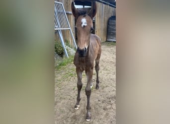 German Riding Horse, Mare, Foal (05/2024), 17 hh, Gray-Dark-Tan