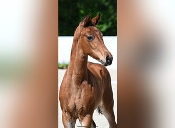 German Riding Horse, Mare, Foal (04/2024), Brown