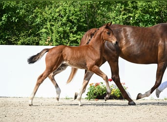 German Riding Horse, Mare, Foal (04/2024), Brown