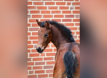 German Riding Horse, Mare, Foal (02/2024), Brown