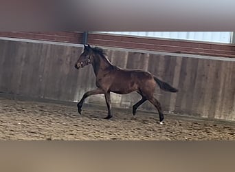 German Riding Horse, Mare, Foal (04/2025), Brown