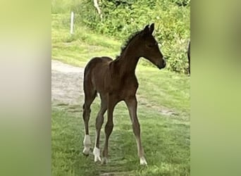 German Riding Horse, Mare, Foal (01/2024), Brown