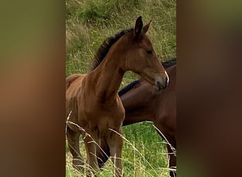 German Riding Horse, Mare, Foal (01/2024), Brown