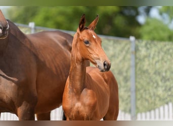 German Riding Horse, Mare, Foal (05/2025), Brown