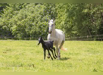 German Riding Horse, Mare, , Can be white