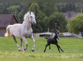 German Riding Horse, Mare, , Can be white
