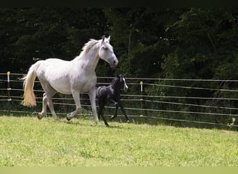 German Riding Horse, Mare, , Can be white