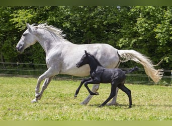 German Riding Horse, Mare, , Can be white