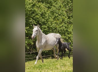 German Riding Horse, Mare, , Can be white