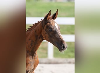 German Riding Horse, Mare, Foal (05/2025), Chestnut