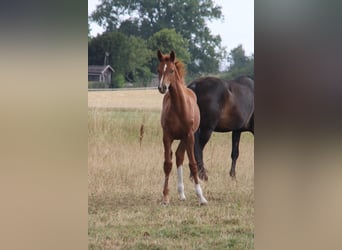 German Riding Horse, Mare, Foal (03/2026), Chestnut-Red