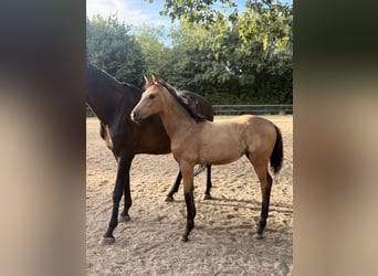German Riding Horse, Mare, Foal (04/2026)