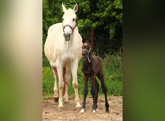 German Riding Horse, Mare, , Gray