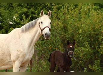 German Riding Horse, Mare, , Gray