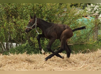 German Riding Horse, Mare, , Gray