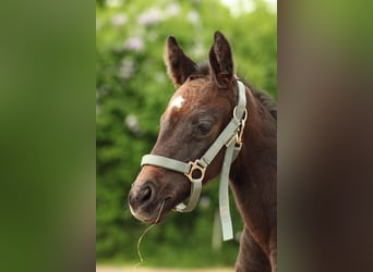 German Riding Horse, Mare, , Gray
