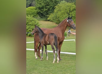 German Riding Horse, Mare, Foal (04/2025), Smoky-Black