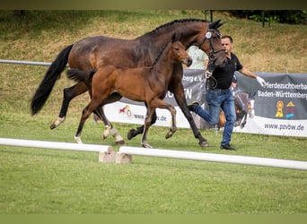 German Riding Horse, Mare, Foal (04/2025), Smoky-Black