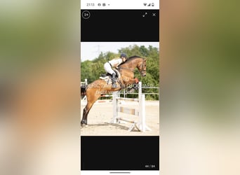 German Riding Horse, Stallion, 10 years, 16,1 hh, Brown