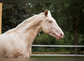 German Riding Horse, Stallion, 10 years, 17 hh, Cremello