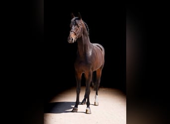 German Riding Horse, Stallion, 11 years, 16.1 hh, Brown