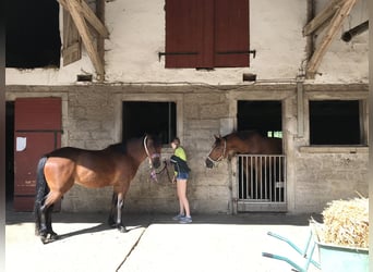 German Riding Horse Mix, Stallion, 12 years, 15 hh, Brown