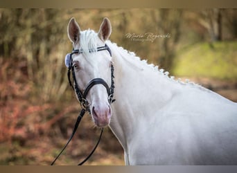 German Riding Horse, Stallion, 16 years, 15.2 hh, Cremello