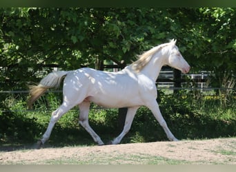 German Riding Horse, Stallion, 16 years, 15,3 hh, Cremello