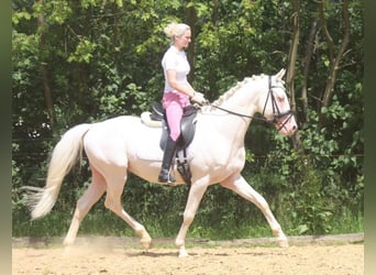 German Riding Horse, Stallion, 16 years, 15,3 hh, Cremello