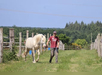 German Riding Horse, Stallion, 16 years, 15,3 hh, Cremello