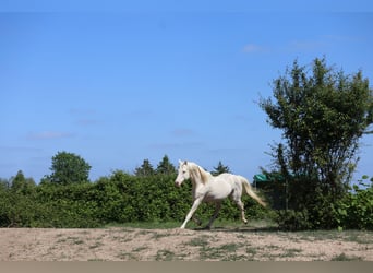 German Riding Horse, Stallion, 16 years, 15,3 hh, Cremello