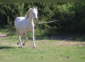 German Riding Horse, Stallion, 16 years, 15,3 hh, Cremello
