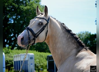 German Riding Horse, Stallion, 19 years, 16 hh, Cremello